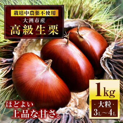 あじさい農園の高級生栗（1kg）　くり 栗 生栗 栗ご飯 果物 愛媛県大洲市/あじさい農園/合同会社あじさい[AGAE007]