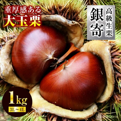 【和栗の代表！上品な甘さ！】あじさい農園の高級生栗「銀寄」（1kg）　くり 栗 生栗 栗ご飯 銀寄 愛媛県大洲市/あじさい農園/合同会社あじさい[AGAE010]