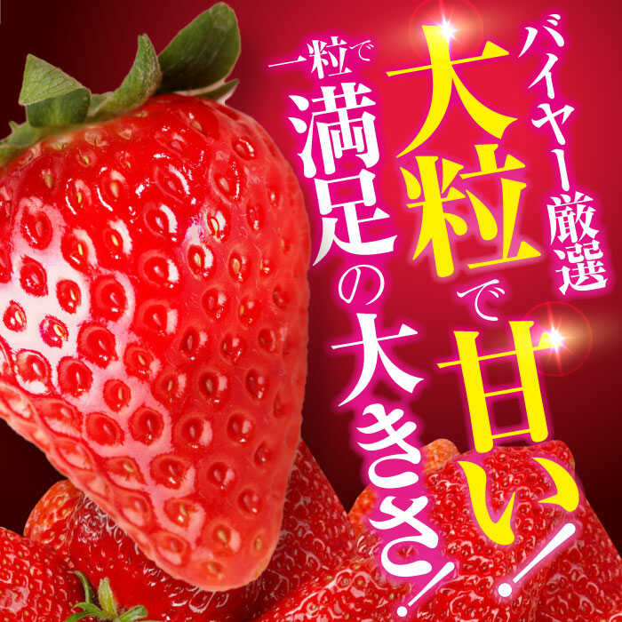 【ふるさと納税】いちご 【先行予約】【2026年1月上旬〜から順次発送】紅ほっぺ 72粒 （ 24粒 × 3箱 ） | 人気 おすすめ ランキング おいしい 甘い 苺 イチゴ 大粒 高級 送料無料 デザート スイーツ 果物 フルーツ 大洲市/有限会社西山青果 [AGAR003] 40000 40000円 以下