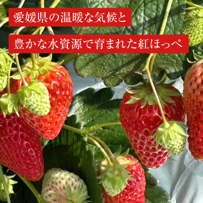 【ふるさと納税】いちご 【先行予約】【2026年1月上旬〜から順次発送】紅ほっぺ 72粒 （ 24粒 × 3箱 ） | 人気 おすすめ ランキング おいしい 甘い 苺 イチゴ 大粒 高級 送料無料 デザート スイーツ 果物 フルーツ 大洲市/有限会社西山青果 [AGAR003] 40000 40000円 以下