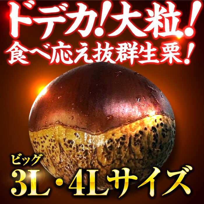 【ふるさと納税】【先行予約】【9月下旬から配送開始】ドデカ 生栗 3kg（ 約 75 個 〜 90個 ） 大洲市/有限会社西山青果 [AGAR006] 栗 クリ くり 栗ご飯 栗ごはん くだもの 果物 フルーツ ふるーつ 生栗 先行予約 おすすめ 人気 お取り寄せ 送料無料 贈答 ギフト