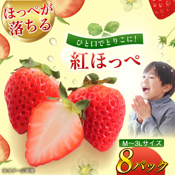 11位! 口コミ数「0件」評価「0」【先行予約】【2025年1月初旬より順次発送】ほっぺが落ちるおいしさ！紅ほっぺ（M～3L）×8パック 約2000g　苺 いちご イチゴ 果物･･･ 