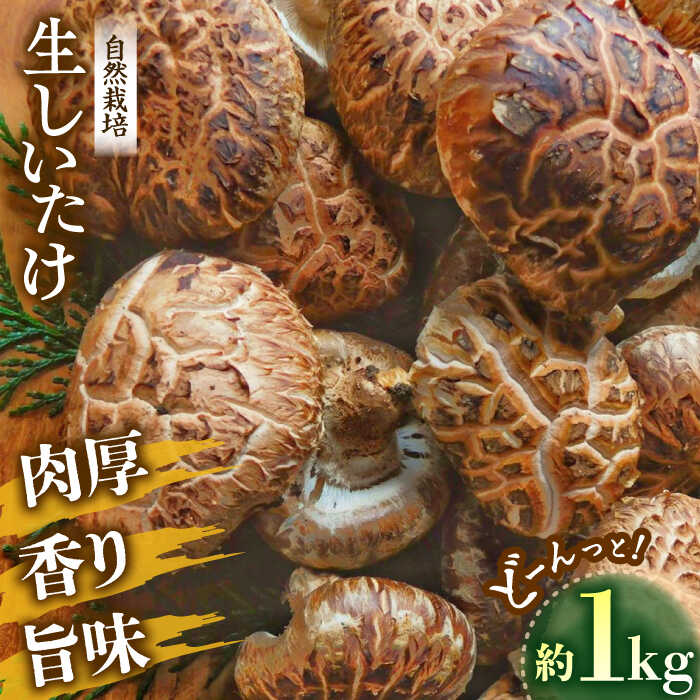 [先行予約][11月から順次発送]自然栽培!ひじかわの原木生椎茸 約1kg 愛媛県大洲市/中野はじめ商店[AGBO001]