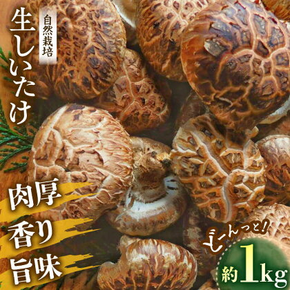 【先行予約】【11月から順次発送】自然栽培！ひじかわの原木生椎茸 約1kg　愛媛県大洲市/中野はじめ商店[AGBO001]