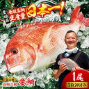 【ふるさと納税】 真鯛 養殖『 愛鯛 』1尾(3枚卸済 フィレ2枚 お頭付き) | 人気 おすすめ ランキング おいしい 魚 刺身 刺し身 魚介 料理 大洲市/...