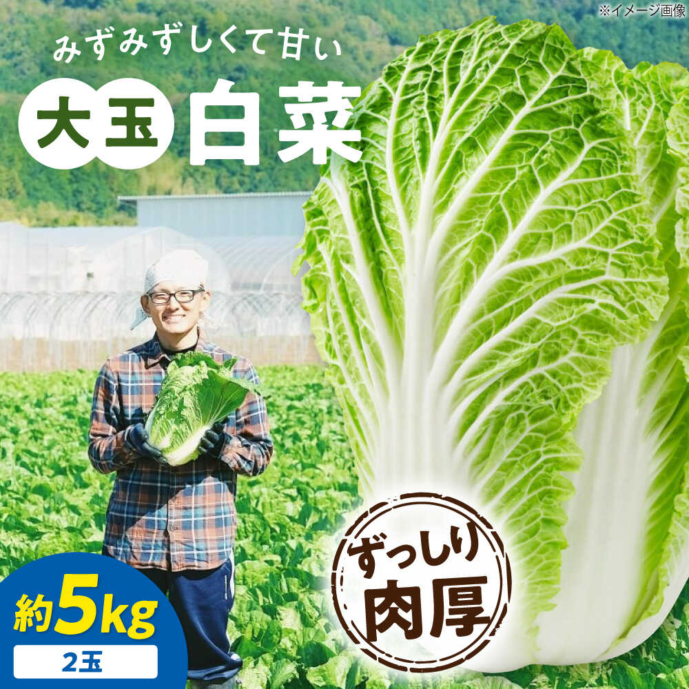 【ふるさと納税】白菜 【先行予約】【11月下旬から順次発送】 3Lサイズ×2玉(約5kg) 国産 鍋物 炒め物 漬物 冬野菜 送料無料 お取り寄せ 大洲市/ふじ...