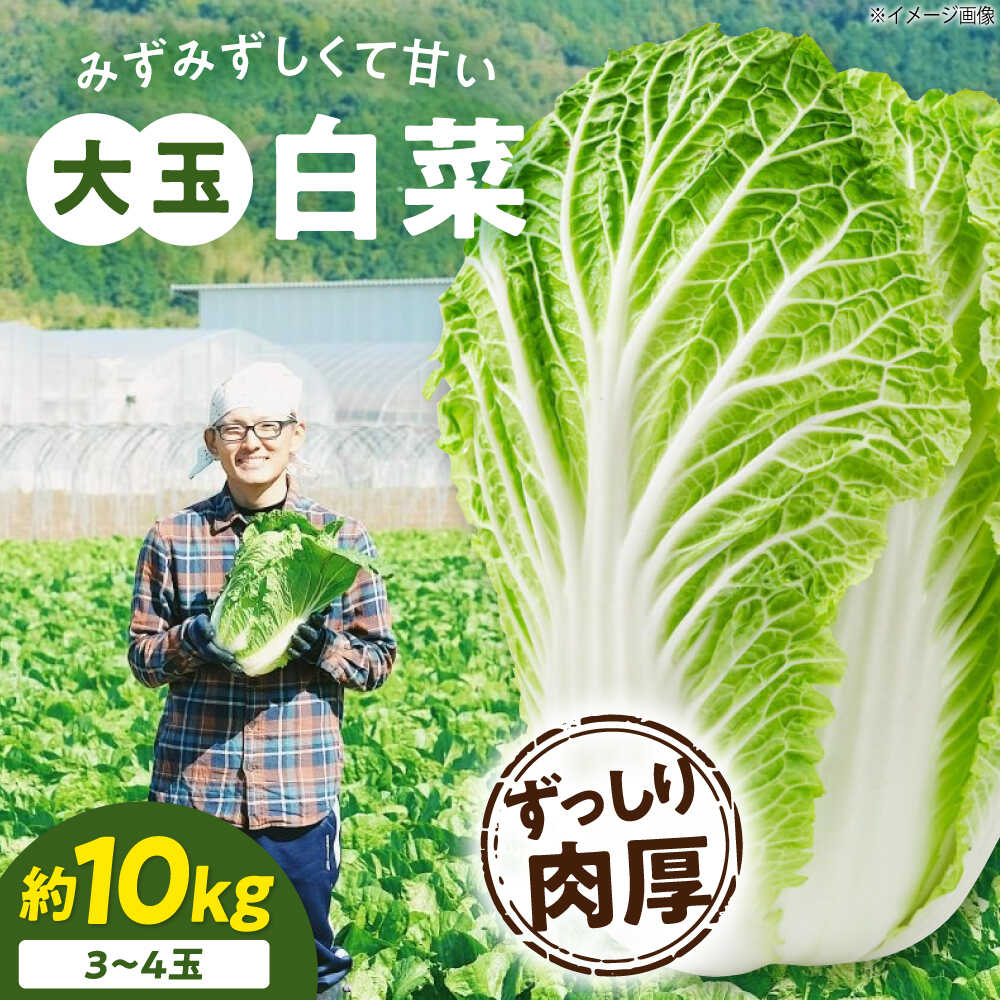 【ふるさと納税】白菜 【先行予約】【11月下旬から順次発送】 3Lサイズ×3〜4玉(約10kg) 国産 鍋物 炒め物 漬物 冬野菜 大容量 送料無料 お取り寄せ...