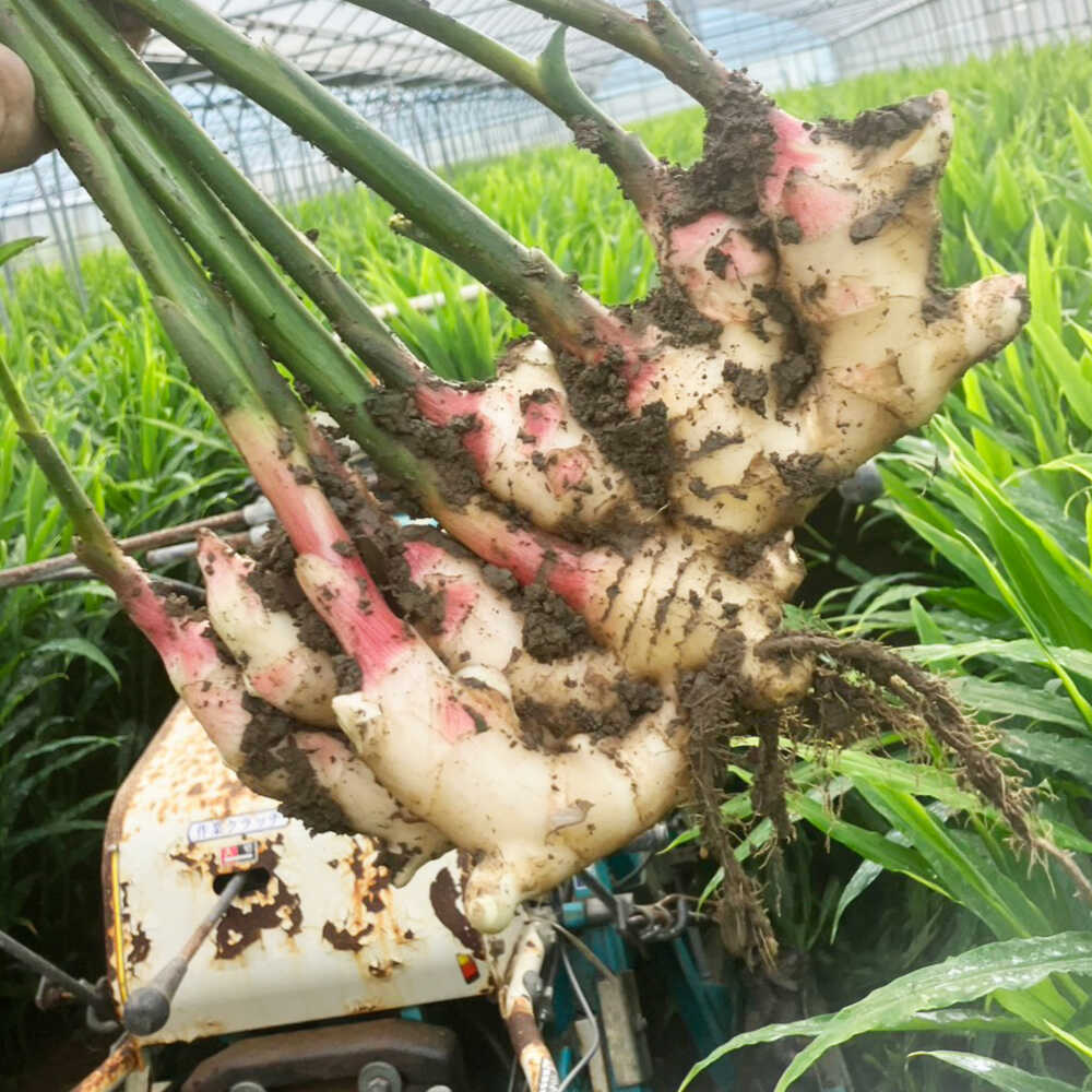 【ふるさと納税】【先行予約】【2026年6月下旬から順次発送】 新生姜 2kg 新生姜 ...