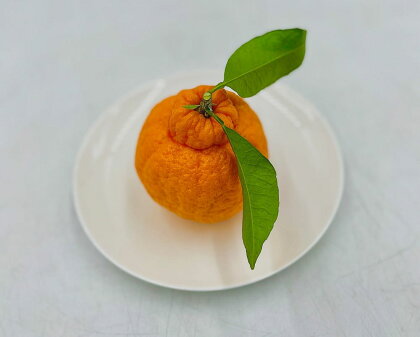 完熟デコポン 5～6個入り　みかん 柑橘 果物 フルーツ 愛媛県産
