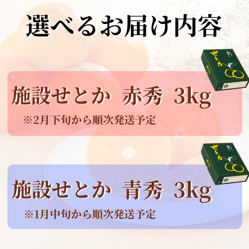 【ふるさと納税】みかん 愛媛 せとか 施設せとか L～3Lサイズ 約3kg 15～10玉 【選べる種類】 赤秀 青秀 先行予約 数量限定 人気 柑橘 フルーツ 国産 愛媛県産 伊予市