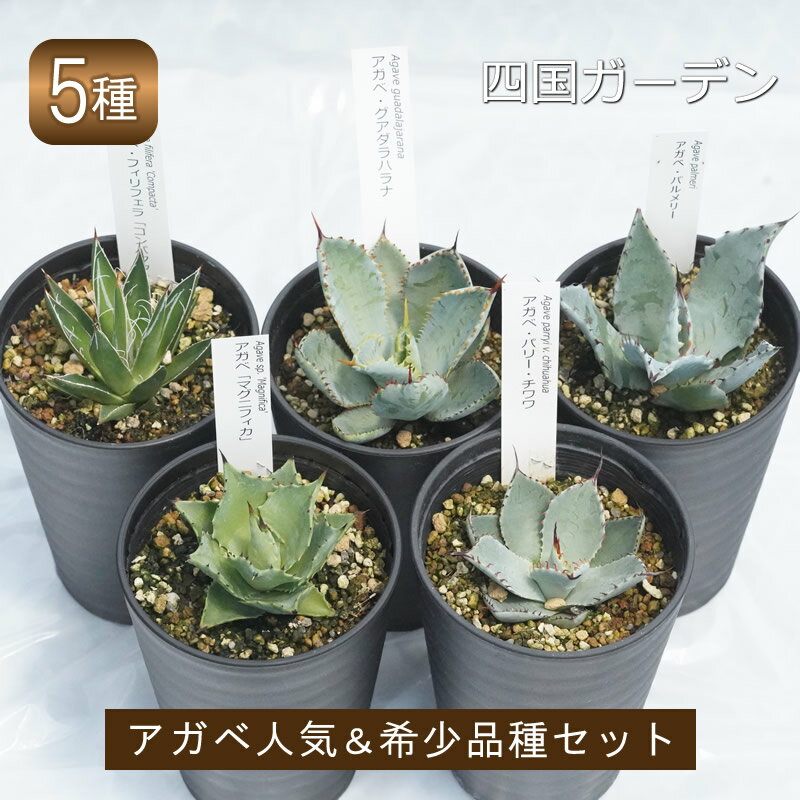 【ふるさと納税】多肉植物 インテリア アガベ 人気品種おまかせ5ポットセット 3.5号黒鉢 人気 観葉植物 グリーン リラックス 初心者でも育てやすい 伊予市｜C01