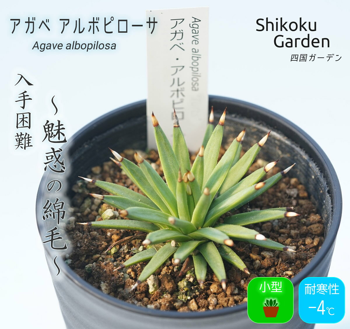 多肉植物 インテリア アガベ アルボピローサ 3.5号黒鉢 四国ガーデン 人気 観葉植物 グリーン リラックス 初心者でも育てやすい 伊予市｜C24
