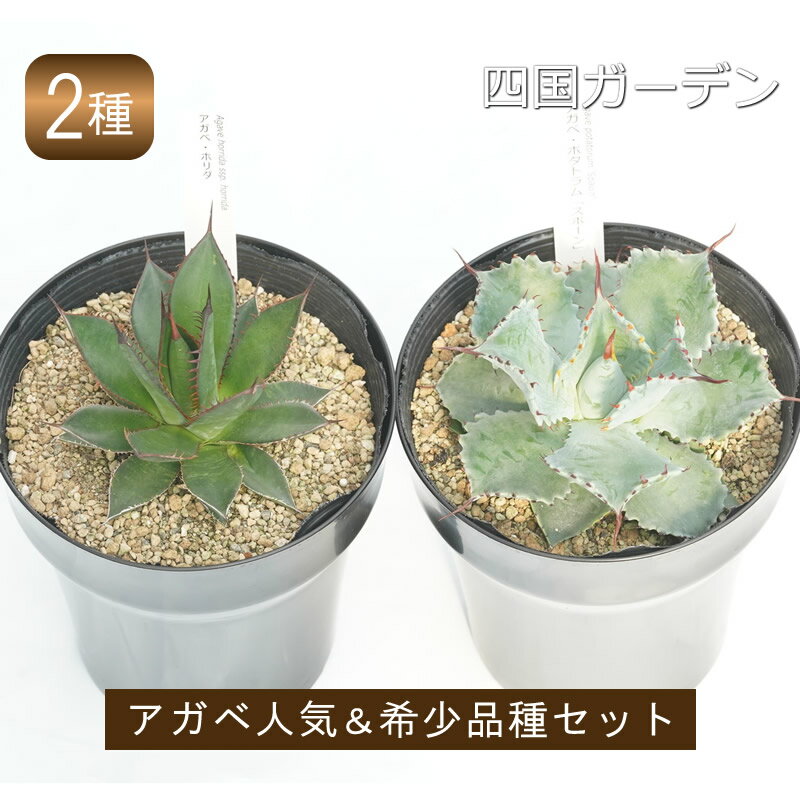 【ふるさと納税】多肉植物 インテリア アガベ プレミアム品種2ポットセット 5号黒鉢 人気 観葉植物 グリーン リラックス 初心者でも育てやすい 伊予市｜D08