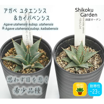 多肉植物 インテリア アガベ ユタエンシス＆ユタエンシス・カイバベンシス 3.5号黒鉢 各1ポット 人気 観葉植物 グリーン リラックス 初心者でも育てやすい 伊予市｜B217