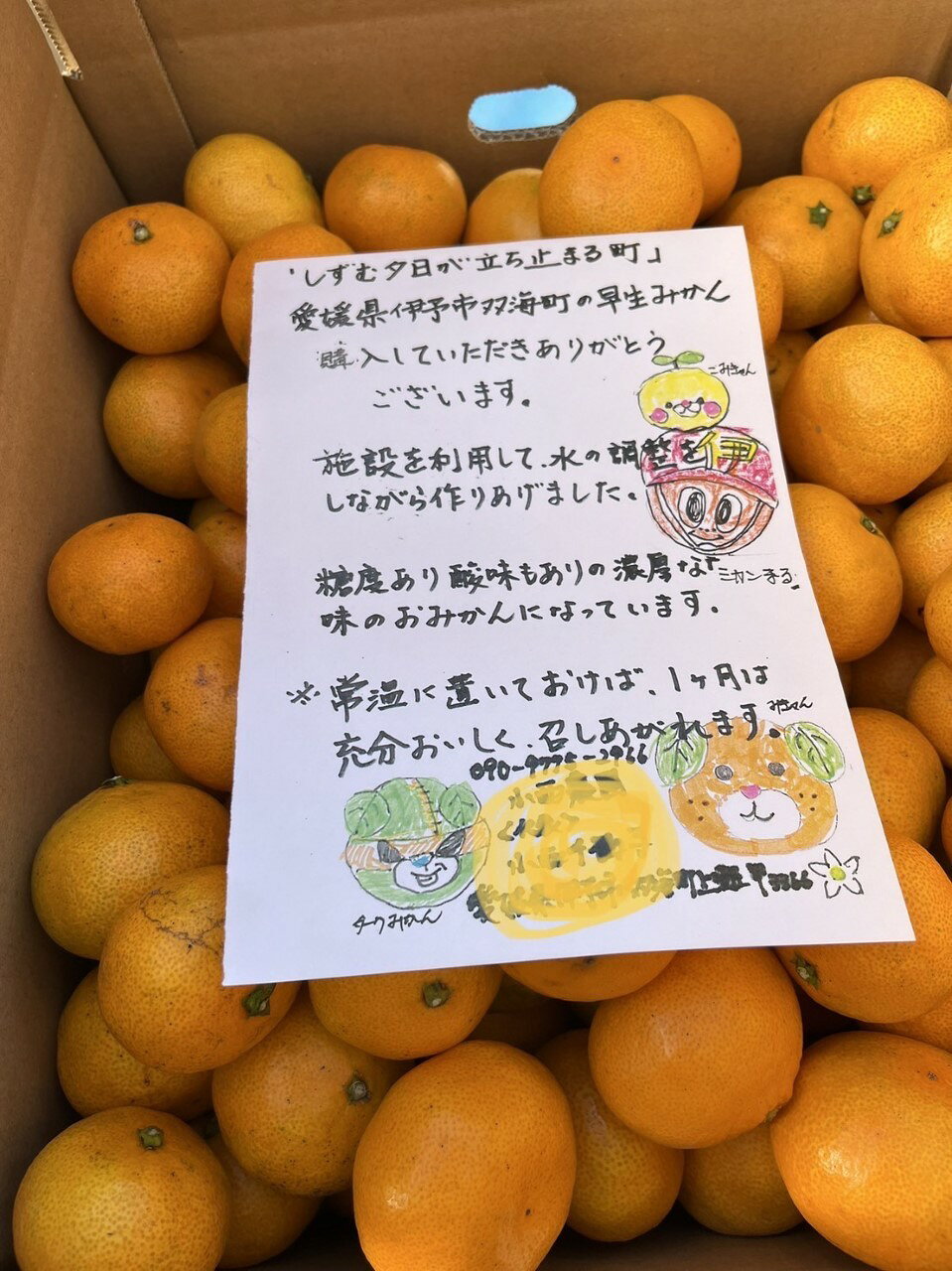 みかん 愛媛 オーガニック完熟早生みかん 10kg 人気 数量限定 柑橘 伊予市｜B91