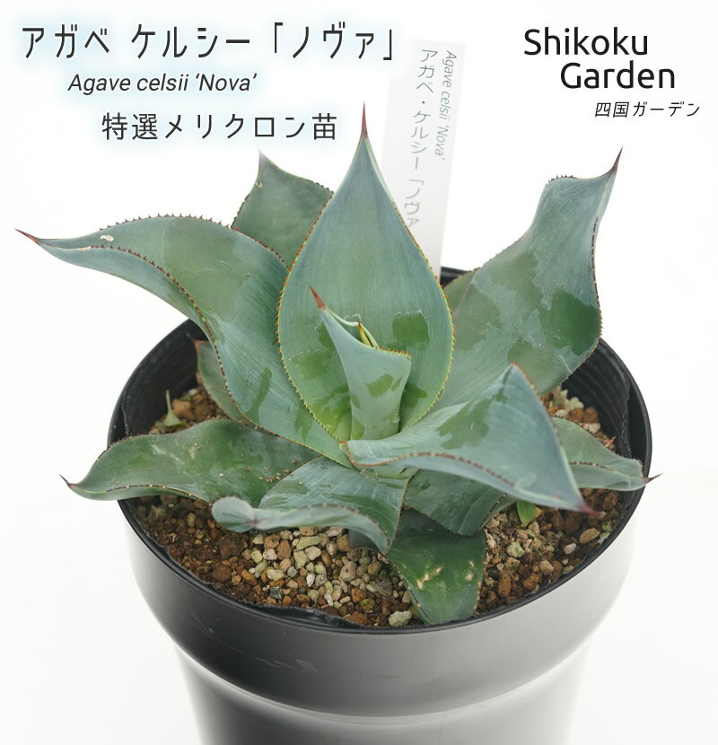 楽天愛媛県伊予市【ふるさと納税】アガベ ケルシー 「ノヴァ」 5号黒鉢 四国ガーデン 人気 多肉植物 インテリア 観葉植物 グリーン リラックス 初心者でも育てやすい ｜B181