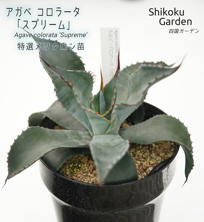 楽天愛媛県伊予市【ふるさと納税】アガベ コロラータ「スプリーム」 5号黒鉢 四国ガーデン 人気 多肉植物 インテリア 観葉植物 グリーン リラックス 初心者でも育てやすい ｜B182