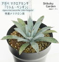 楽天愛媛県伊予市【ふるさと納税】アガベ マクロアカンサ「リトル・ペンギン」 5号黒鉢 四国ガーデン 人気 多肉植物 インテリア 観葉植物 グリーン リラックス 初心者でも育てやすい ｜B189