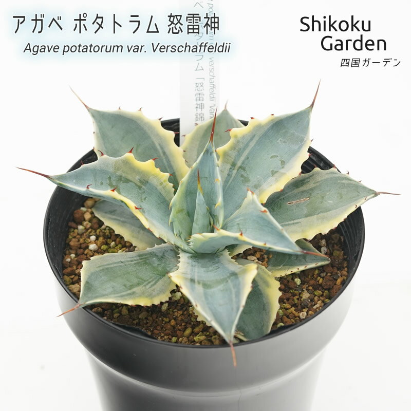 【ふるさと納税】多肉植物 インテリア アガベ ポタトラム「怒雷神錦」 5号黒鉢 数量限定 人気 観葉植物 グリーン リラックス 初心者でも育てやすい 伊予市｜C49のサムネイル