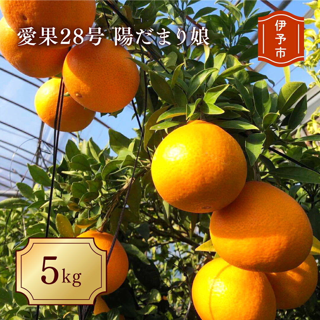 愛果28号 5kg 農薬不使用 肥料不使用 農園直送 Mサイズ 陽だまり娘 みかん 愛媛 人気 数量限定 先行予約 柑橘 伊予市｜C52