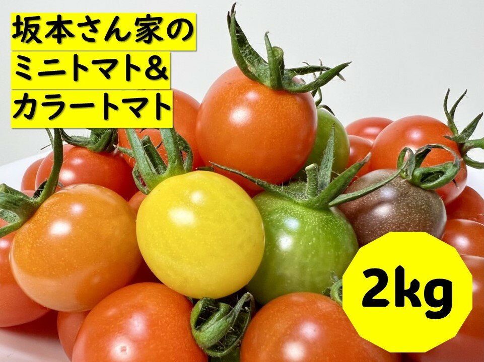 【ふるさと納税】ミニトマト 2kg カラートマト 200g×10袋 食べくらべ 農園直送 完熟 愛媛 人気 伊予市｜B81