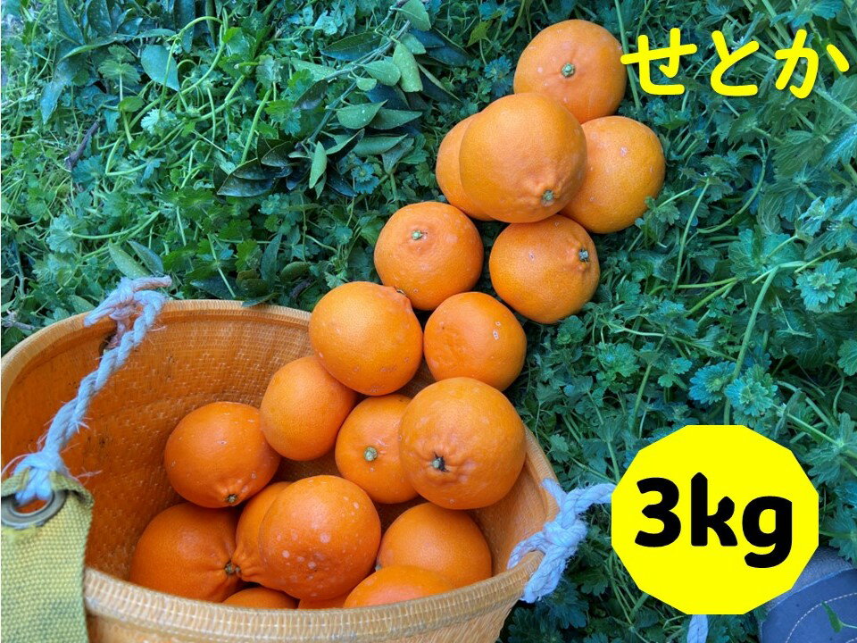 【ふるさと納税】せとか 3kg ご家庭用 みかん 愛媛 先行