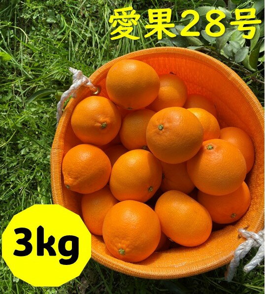 【ふるさと納税】愛果28号 3kg ご家庭用 みかん 愛媛 