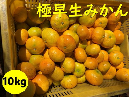 極早生みかん 10kg ご家庭用 農園直送 先行予約 10月発送 愛媛 数量限定 愛媛県産 人気 柑橘 伊予市｜B254