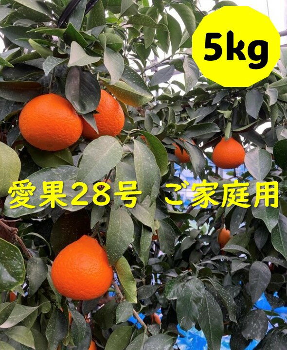 【ふるさと納税】愛果28号 5kg ご家庭用 訳あり みかん 愛媛【2024年12月発送】先行予約 数量限定 愛媛県産 人気 柑橘 伊予市｜B251