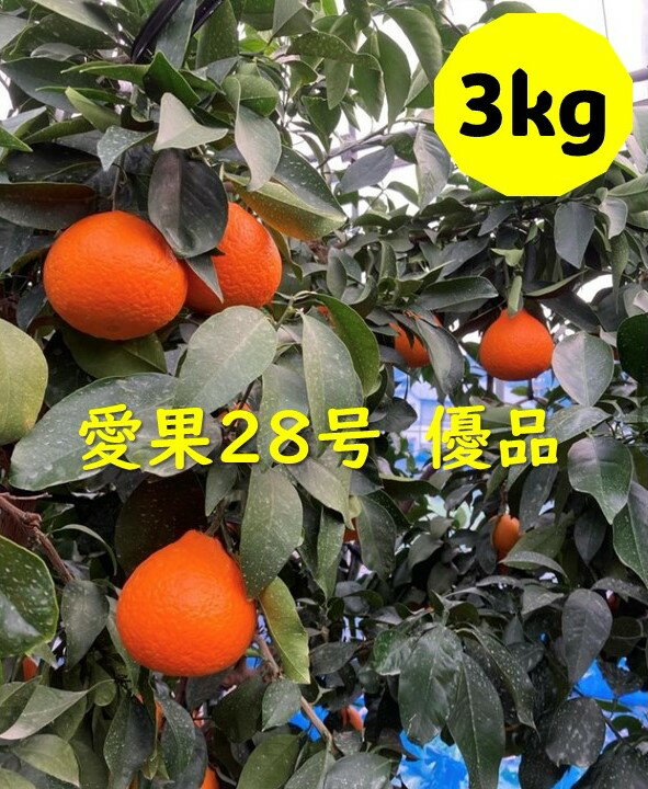 ڤդ뤵Ǽǡ۰283kgͥʤߤɲ2024ǯ12ȯͽ̸갦ɲ͵̰ͽԡB252