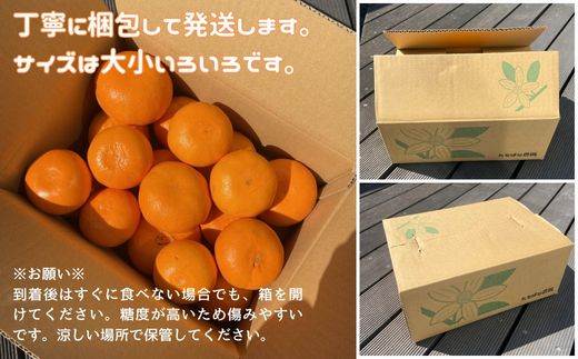 【ふるさと納税】【2026年先行予約】愛果28号 3kg ご家庭用 みかん 愛媛 紅まどんなと同一品種 【2026年12月から順次発送】 先行予約 数量限定 愛媛県産 人気 柑橘 伊予市｜B246