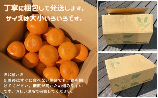 【ふるさと納税】【2027年先行予約】せとか 3kg ご家庭用 みかん 愛媛 先行予約 【2027年2月上旬から順次発送】 数量限定 愛媛県産 人気 柑橘 伊予市｜B244 f382108-iyo-10000401 愛媛県伊予市 サンプル画像2