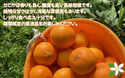 【ふるさと納税】【2027年先行予約】せとか 3kg ご家庭用 みかん 愛媛 先行予約 【2027年2月上旬から順次発送】 数量限定 愛媛県産 人気 柑橘 伊予市｜B244 f382108-iyo-10000401 愛媛県伊予市 サンプル画像3