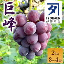 【ふるさと納税】種なし巨峰 約2kg ぶどう 葡萄 果物 愛媛 人気 伊豫果園 伊予市|B389