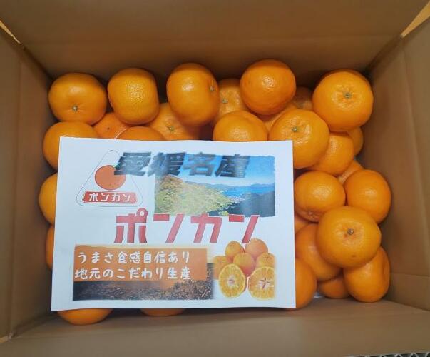【ふるさと納税】【2027年先行予約】訳あり ポンカン 5kg ご家庭用 みかん 人気 数量限定 先行予約 柑橘 伊予市 【2027年1月中旬以降順次発送】｜B147 f382108-iyo-10000266 愛媛県伊予市 サンプル画像3