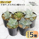 【ふるさと納税】【プレミアム・メリクロン株】アガベ 品種見計らい5種 5ポットセット 3.0号鉢 四国ガーデン 人気 多肉植物 インテリア 観葉植物 グリーン リラックス|D27