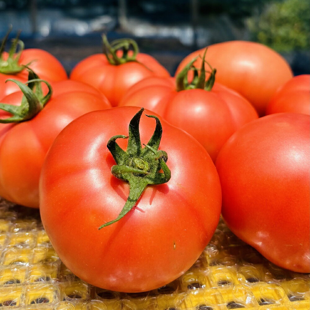 【ふるさと納税】【数量限定】トマト 4kg 20玉～28玉 麗月 産地直送 野菜 新鮮 サラダ 赤熟 くぼなか農園 愛媛 伊予市 | B362