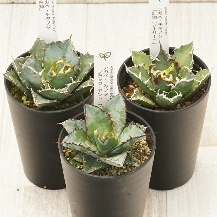 【ふるさと納税】多肉植物 インテリア アガベ チタノタ銘品3種 セット 3.5号鉢 白鯨 シーザー ブラック..