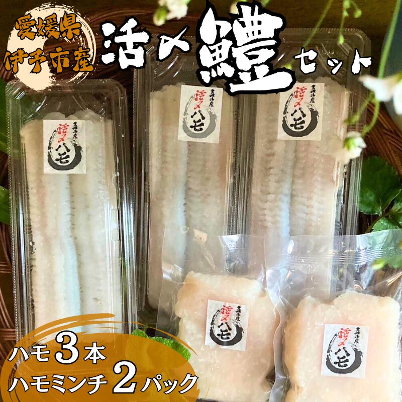 【ふるさと納税】鱧 活〆ハモ3本 ハモミンチ130g×2 愛媛県 伊予市｜B266
