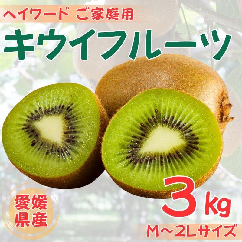 ご家庭 キウイ 3kg 愛媛 国産キウイフルーツ ヘイワード 【2025年11月以降発送】 数量限定 伊予市｜B442