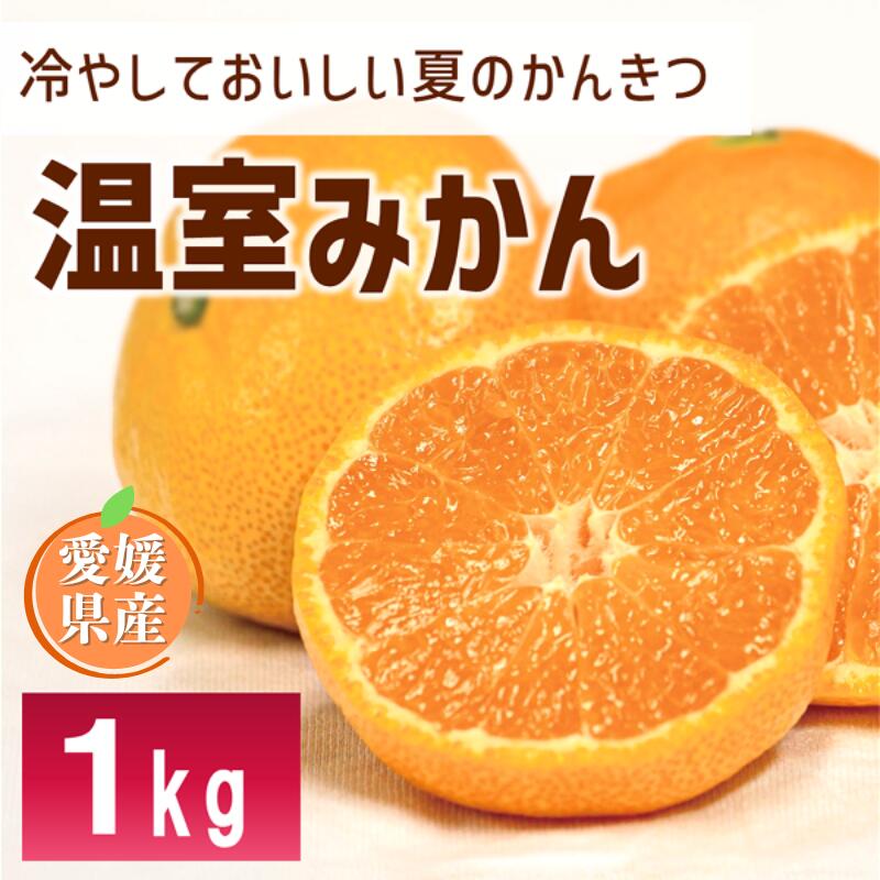 Rakuten - 【ふるさと納税】ハウスみかん 秀品 1.0kg 化粧箱 みかん 【7月下旬から順次発送予定】 人気 数量限定 柑橘 愛媛 伊予市｜B426