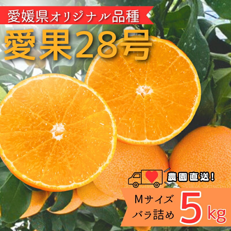 みかん 愛果28号 5kg Mサイズ バラ詰め 紅まどんなと同一品種 農園直送 先行予約 [11月下旬から順次発送予定] 愛媛 数量限定 愛媛県産 人気 柑橘 伊予市|