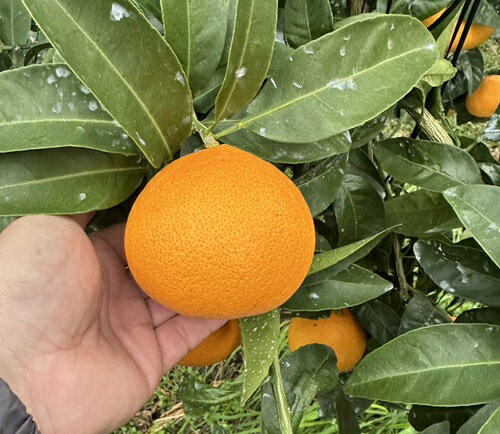 【ふるさと納税】みかん 愛果48号 5kg Mサイズ バラ詰め 紅プリンセスと同一品種 農園直送 先行予約 【3月上旬から順次発送予定】 愛媛 数量限定 愛媛県産 人気 柑橘 伊予市｜ B513