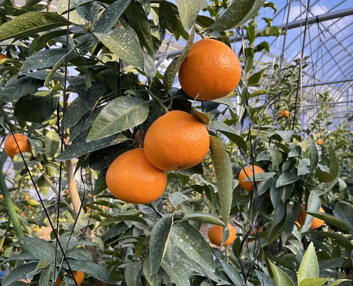 【ふるさと納税】【2026年3月発送予定】訳あり 愛果48号 3kgご家庭用 農園直送 みかん 愛媛 人気 数量限定 先行予約 柑橘 伊予市｜B444