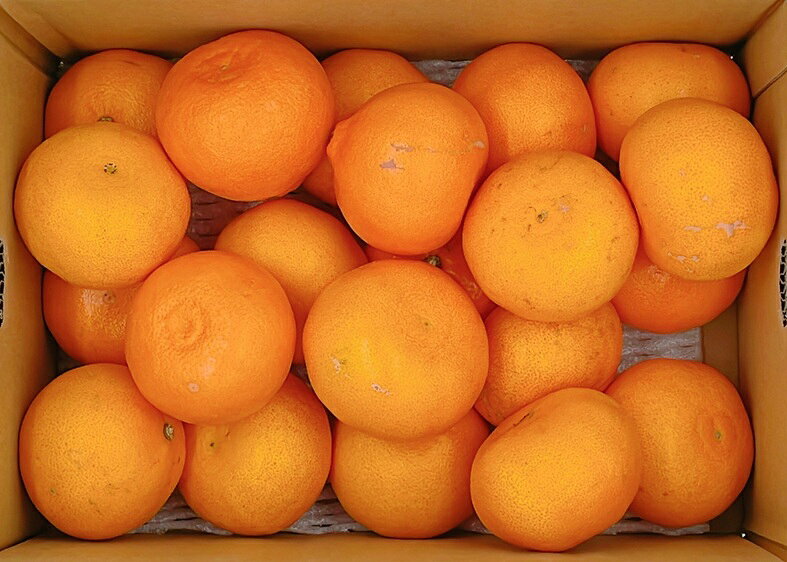 �ڤդ뤵��Ǽ�ǡۤ��Ȥ� L��3L������ 10kg �ߤ��� ��ɲ �͵� ���̸��� ���ͽ�� ���� ��ͽ�ԡ�2026ǯ2����ܽ缡ȯ���ۡ�D125