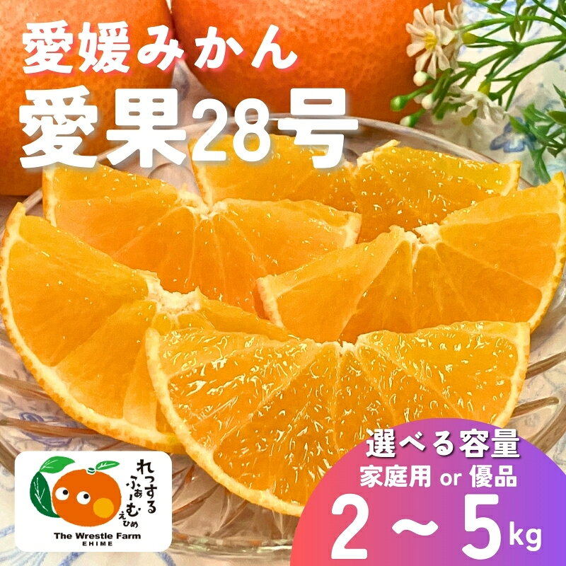 みかん 愛媛県 愛果28号 紅まどんなと同一品種 [選べる容量] 2kg 3kg 5kg 訳あり ご家庭用 優品 贈答用 先行予約 [2026年11月下旬から順次発送予定] レッスルファーム 数量限定 おすすめ 美味しい おいしい グルメ フルーツ くだもの 人気 柑橘 伊予市