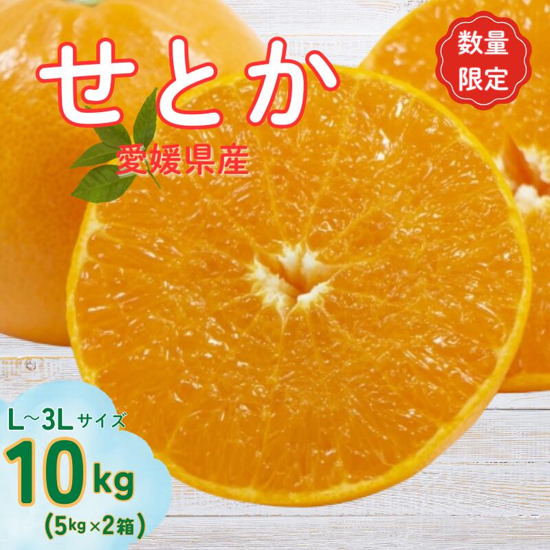 せとか L～3Lサイズ 10kg みかん 愛媛 人気 数量限定 先行予約 柑橘 伊予市【2026年2月中旬順次発送】｜D125