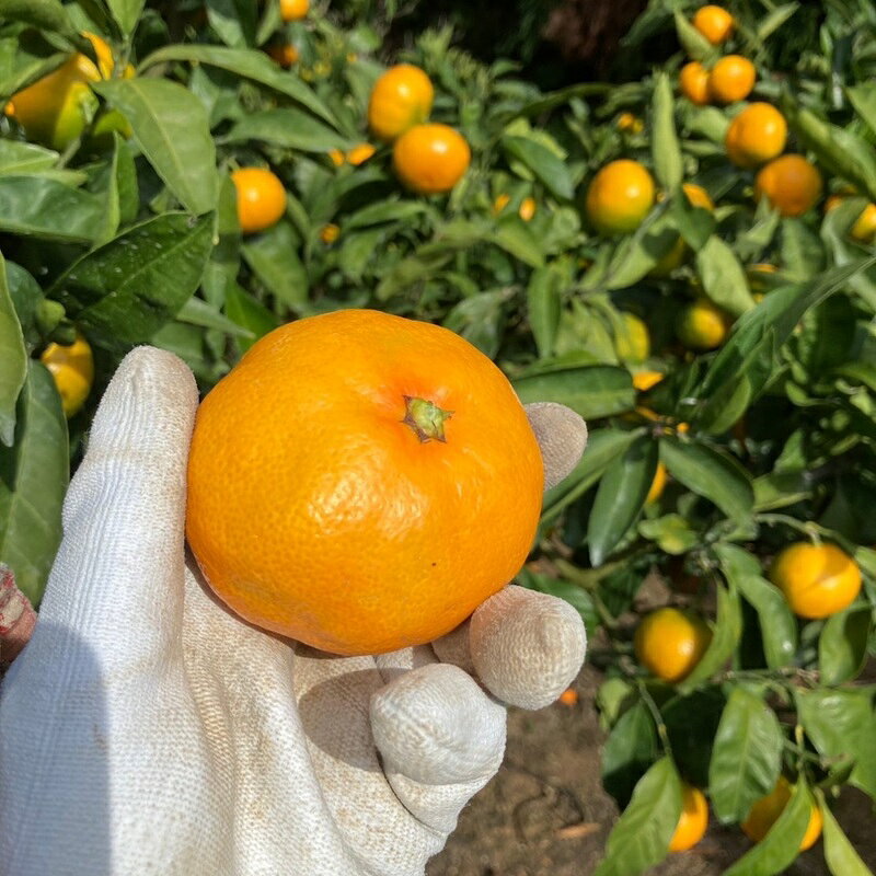 【ふるさと納税】極早生みかん 3kg ご家庭用 農園直送 先行予約 【10月上旬から順次発送予定】 愛媛 数量限定 愛媛県産 人気 柑橘 伊予市｜A98