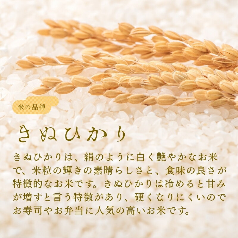 【ふるさと納税】お米 5kg きぬひかり こしひかり ひめの凜 にじのきらめき【選べる品種】令和7年産 愛媛県 米 愛媛県産 精米 米 こめ コメ 白米 ごはん ライス 愛媛 伊予市 f382108-iyo-10001023 愛媛県伊予市 サンプル画像2