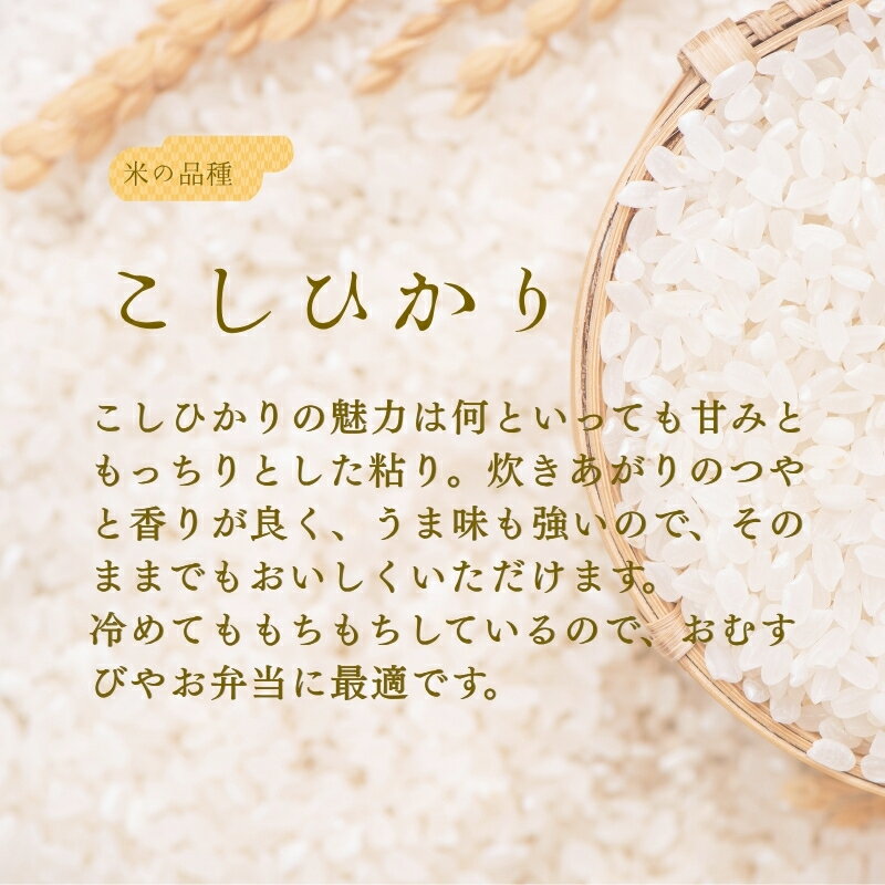 【ふるさと納税】お米 5kg きぬひかり こしひかり ひめの凜 にじのきらめき【選べる品種】令和7年産 愛媛県 米 愛媛県産 精米 米 こめ コメ 白米 ごはん ライス 愛媛 伊予市 f382108-iyo-10001023 愛媛県伊予市 サンプル画像3